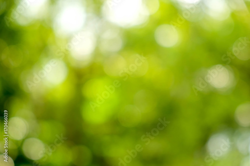 abstract green bokeh Nature background