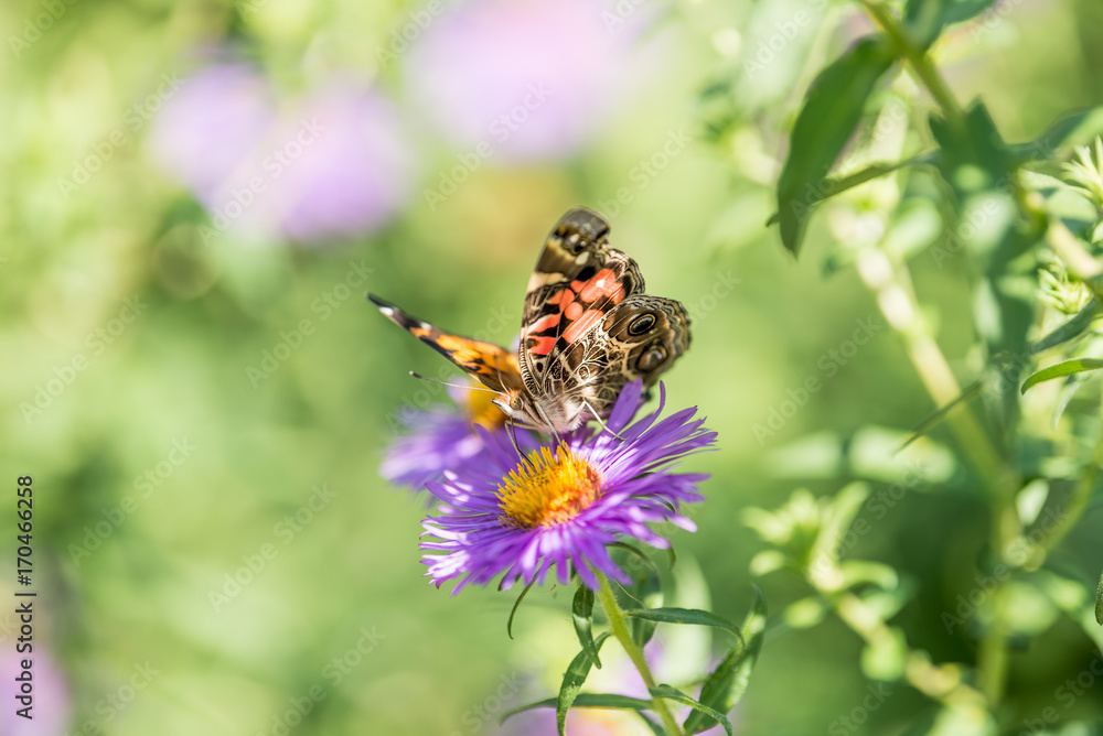Painted Lady Butterfly, Vanessa cardui feeds on Purple Aster wildflower in summertime Painted Lady Butterfly, Vanessa cardui feeds on Purple Aster wildflower in summertime