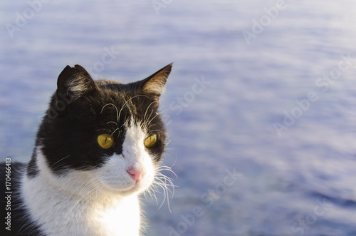 denize bakan kedi photo