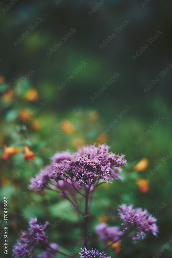 Obraz premium Flower