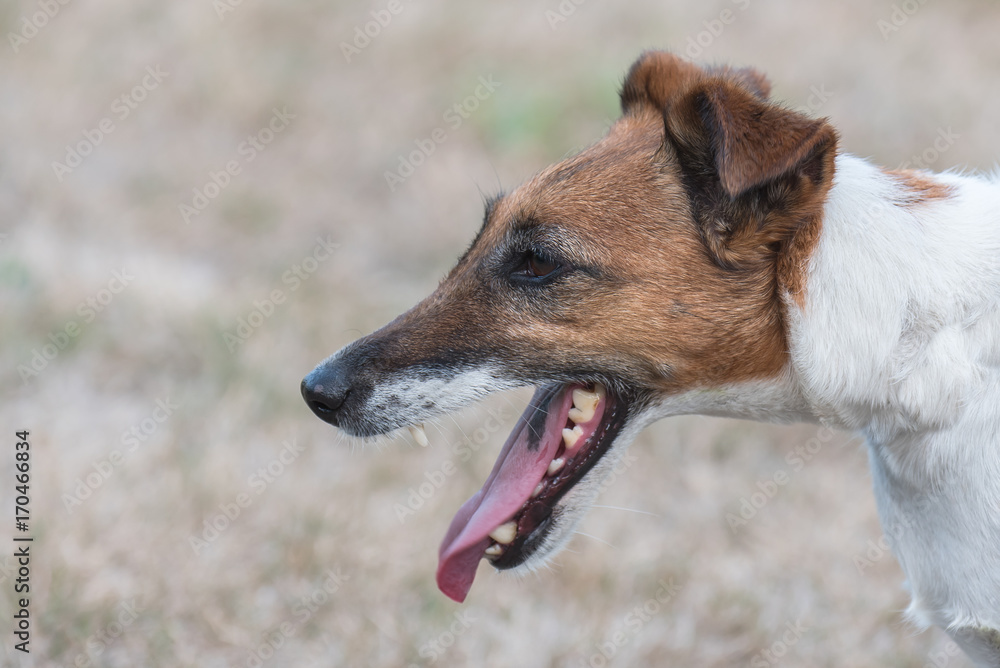 Smooth Fox Terrier, funny dog sticking out the tongue, head
Smooth Fox Terrier, funny dog sticking out the tongue, head