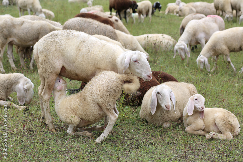 mother sheep feeding her lamb in the flock of white sheep mother sheep feeding her lamb in the flock of white sheep