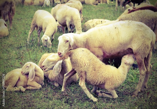 mother sheep feeding her lamb in the flock of white sheep grazin photo