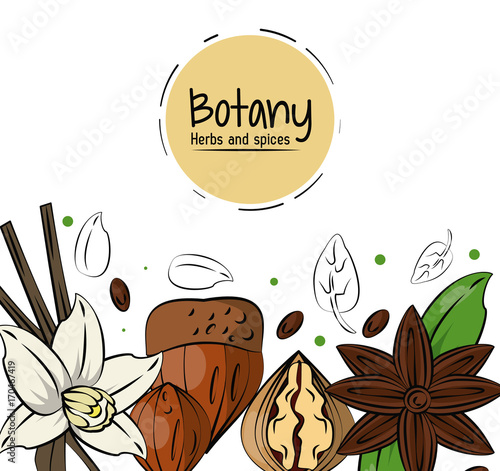 Botany herbs and spices over white background vector illustration graphic design