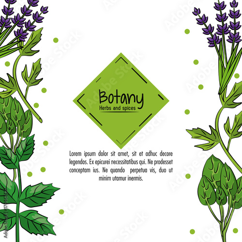 Botany herbs and spices over white background vector illustration graphic design