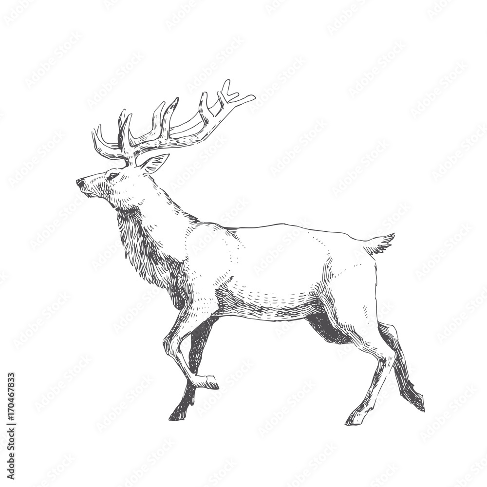 Fototapeta premium Vector hand drawn illustration with forest deer isolated on white. Wild animal in sketch style