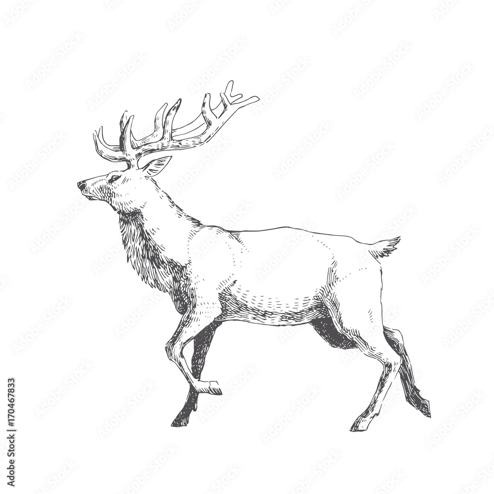 Obraz premium Vector hand drawn illustration with forest deer isolated on white. Wild animal in sketch style