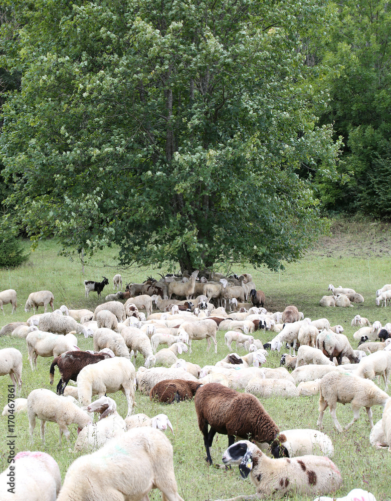 Fototapeta premium sheep with lambs and goatskins in the meadow