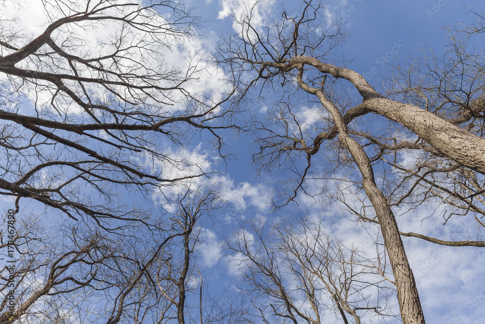Trees in spring in the woods, view up Trees in spring in the woods, view up