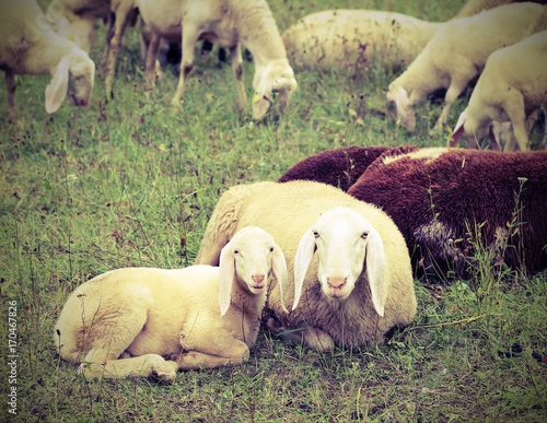 lamb with her mother in the middle of the flock with vintage eff photo