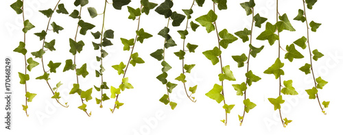 Ivy leaves isolated on white