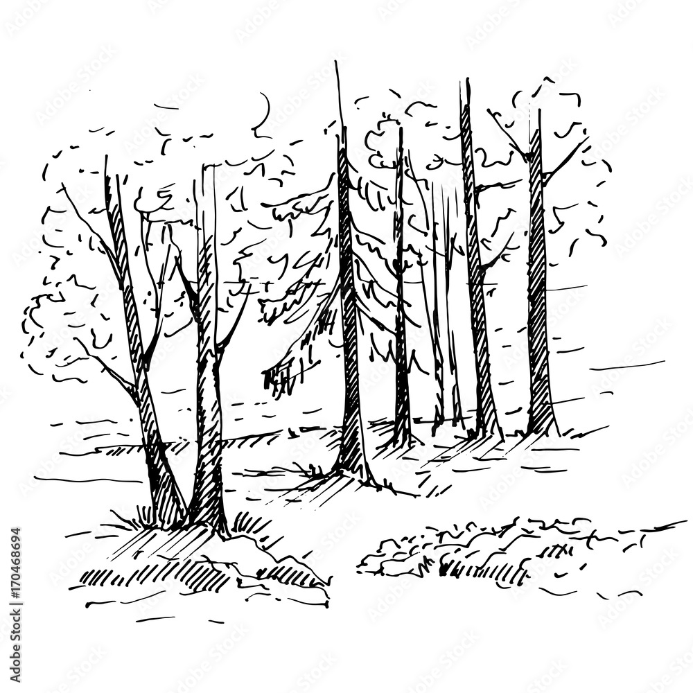 How to Draw Coniferous Forests • John Muir Laws