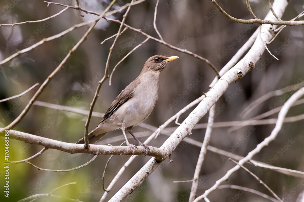 Obraz premium Sabiá-poca (Turdus amaurochalinus) | Creamy-bellied Thrush photographed in Linhares, Espírito Santo - Southeast of Brazil. Atlantic Forest Biome.