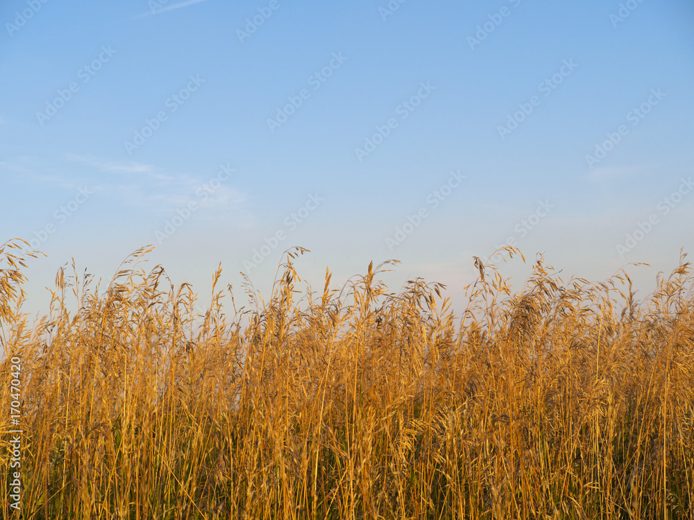 Wild Indian Prairie Grass Landscape with blue skies in Alberta Wild Indian Prairie Grass Landscape with blue skies in Alberta