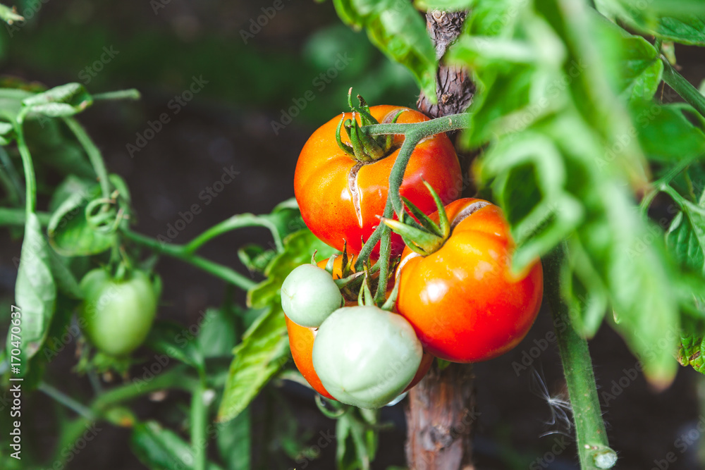Red ripe tomatoes grow on branch of green bush Red ripe tomatoes grow on branch of green bush