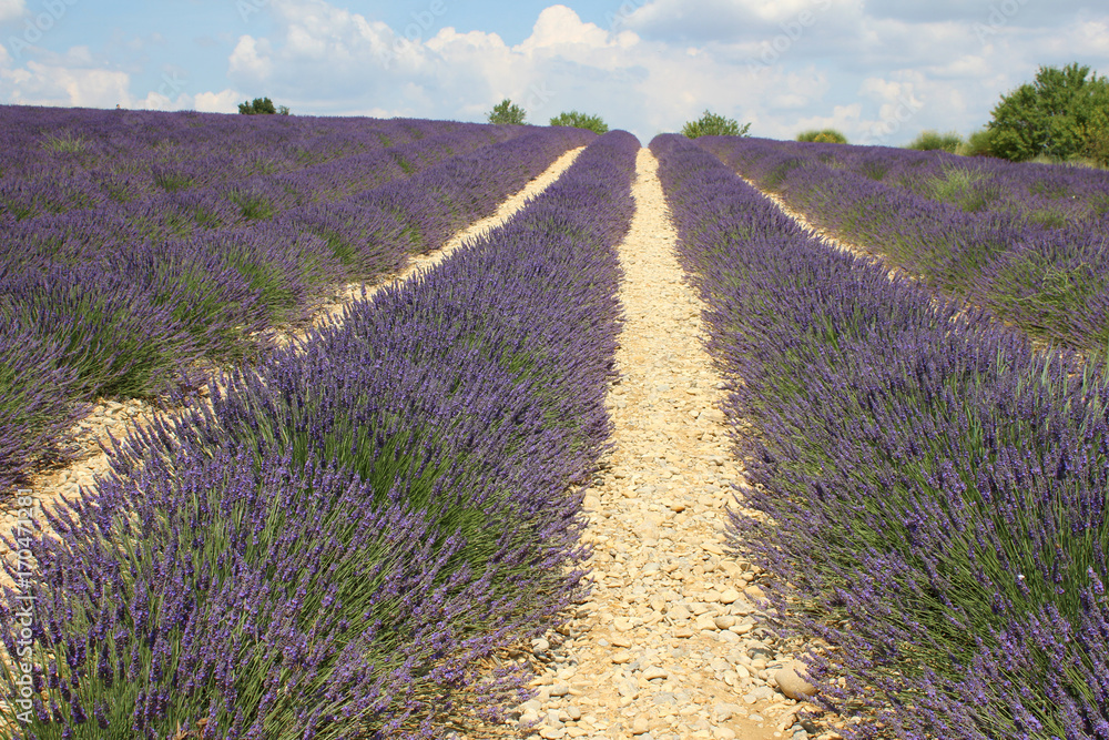 Fototapeta premium Provenza campi di fiori di lavanda