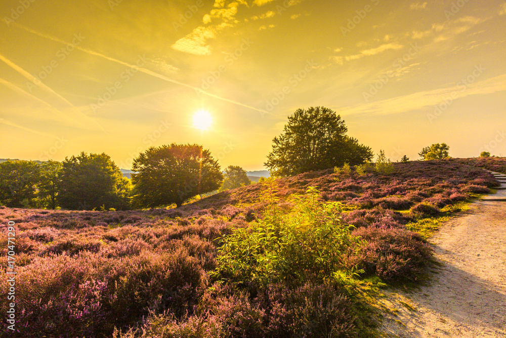 Backlight photo at viewpoint from the Posbank with flowering Heather, Calluna vulgaris, during beautiful Sunrise