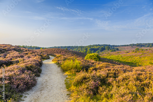 Unpaved pathand viewpoint from the Posbank with flowering Heather, Calluna vulgaris, during beautiful Sunrise