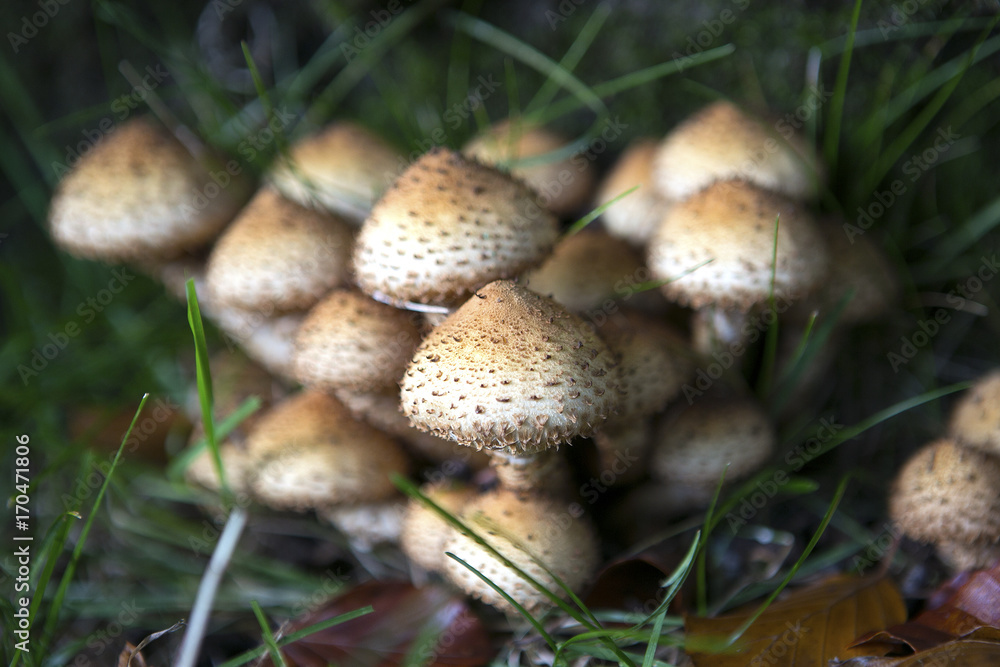 Sticky scalycap mushroom fungus Sticky scalycap mushroom fungus