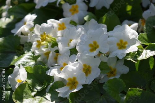 weisse, kleine Blümchen