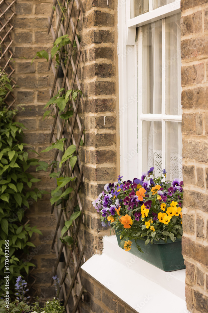 Colorful beautiful violets are growing in a flower pot on a windowsill with lovely white curtains inside. Brick wall of a house decorated with green plant in upward support. English garden lifestyle.