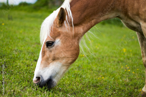Haflinger
