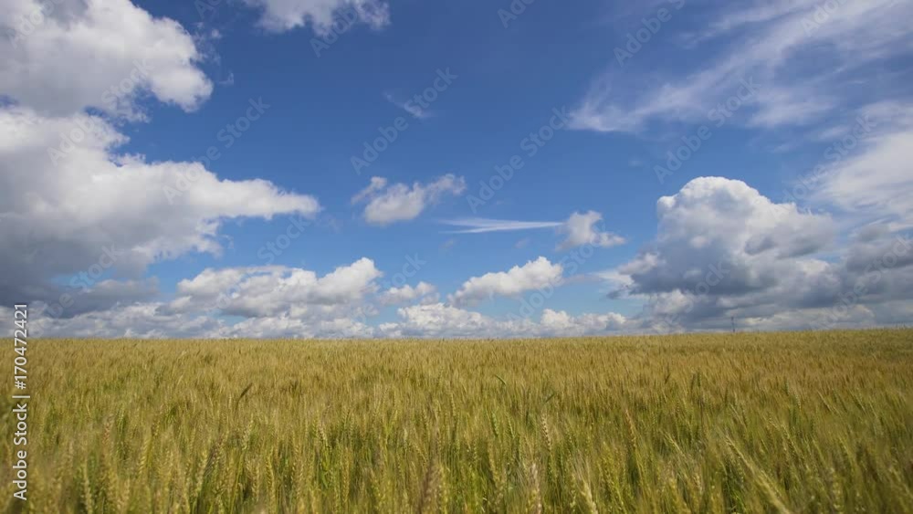 Wheat ears in field. blue sky, clouds. Golden wheat field. Yellow grain ready for harvest growing in farm field. Aerial footage, 4k. Wheat ears in field. blue sky, clouds. Golden wheat field. Yellow grain ready for harvest growing in farm field. Aerial footage, 4k.