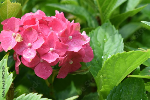 Hortensie mit Wassertropfen