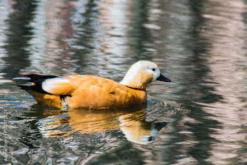 Obraz na płótnie Red duck 