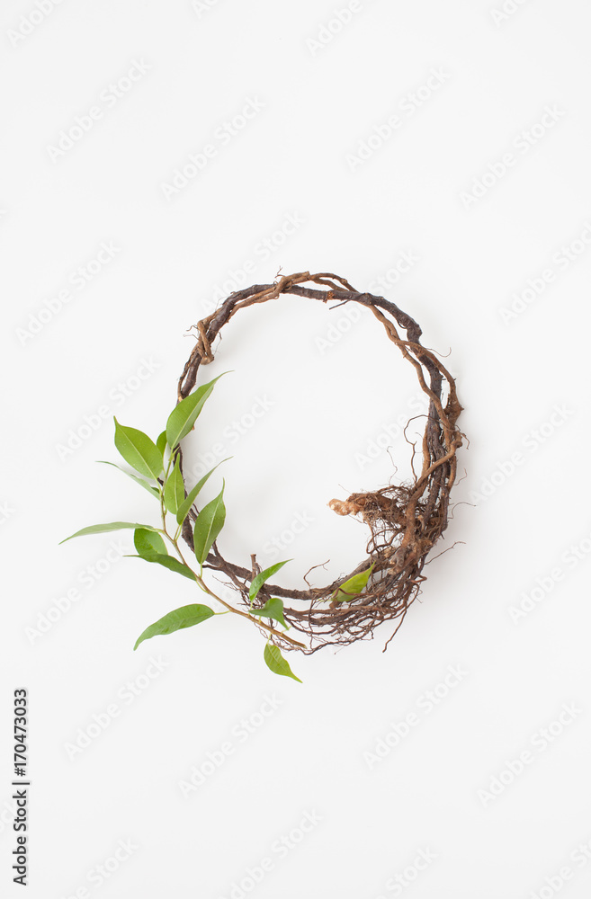 Fototapeta premium Branch with leaves and roots in the form of circle on white.