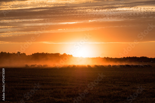 Wallpaper Mural Silueta del rebaño Torontodigital.ca