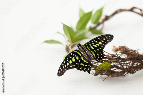 Butterfly on a branch with green leaves on white. Background image.