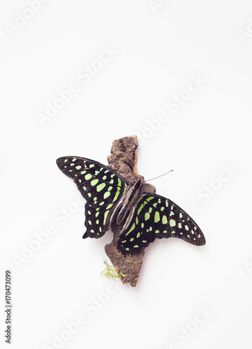 Green butterfly on the bark of a tree on white