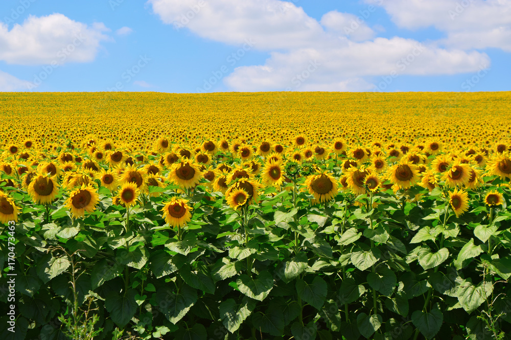 Sunflowers field.