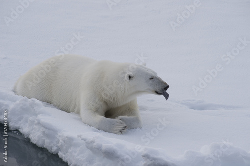 Polar bear lies on the ice.