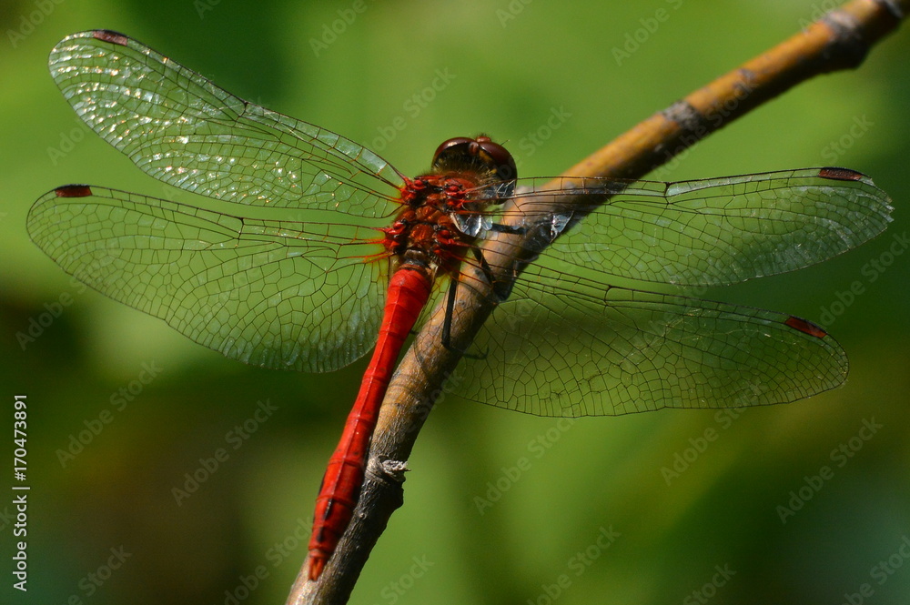 Fototapeta premium dragonfly on a branch