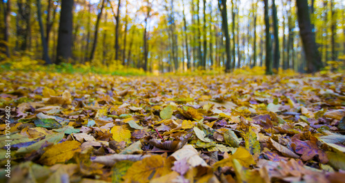 Golden autumnal forest with sunbeams