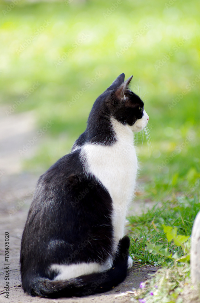 Fototapeta premium Street cat sitting