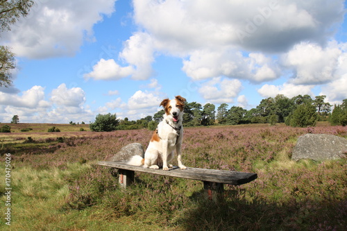 Leila pausiert auf der Bank in der Heide