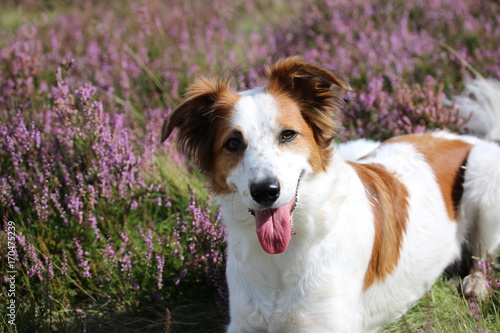 Leila im Sonnenschein der Heide