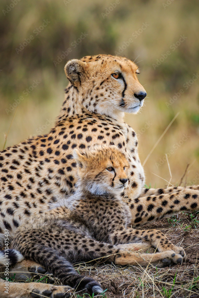 Mother Cheetah and Cub - obrazy, fototapety, plakaty 