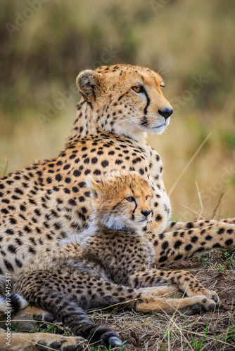 Mother Cheetah and Cub