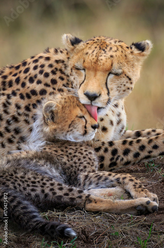 Mother Cheetah and Cub