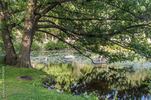 Photography Dammtorpssjön är en vacker sjö i Nacka reservatet där ordet naturskönt stämmer i