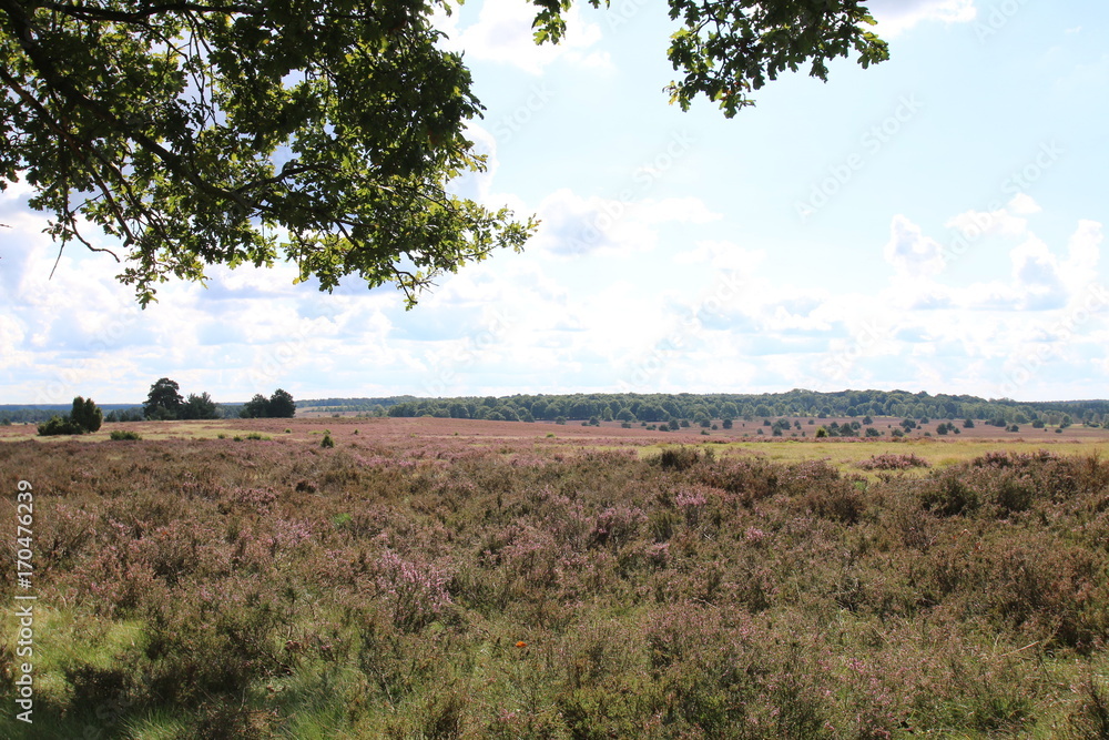 Obraz premium Blühende Heidelandschaft