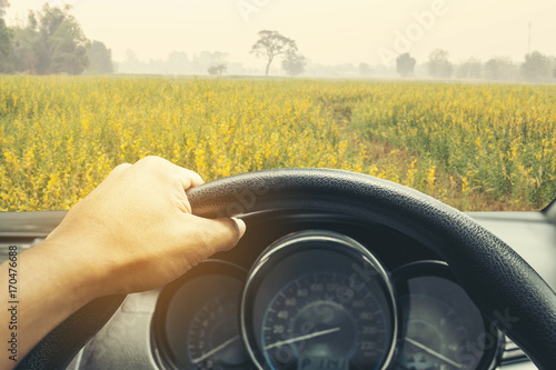 View on the dashboard of the truck driving.The driver is holding the steering wheel. Sunn hemp Or Indian hemp flowers view is in front of the car.