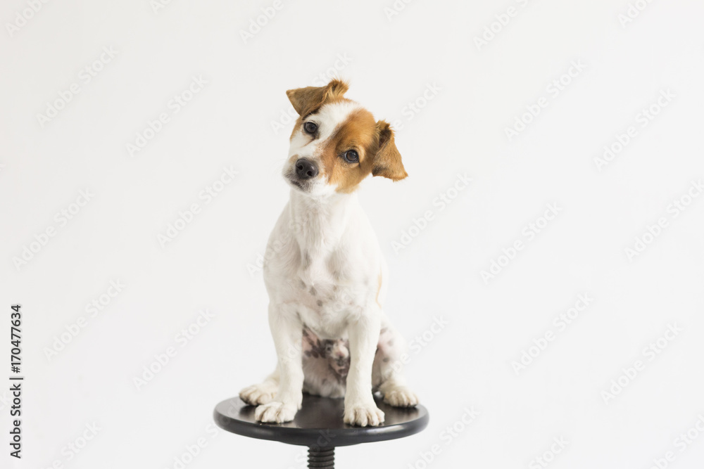 cute small young dog sitting on a black stool over white background and looking at the camera. pets indoors cute small young dog sitting on a black stool over white background and looking at the camera. pets indoors