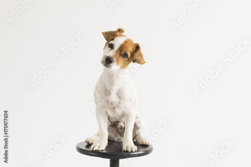 cute small young dog sitting on a black stool over white background and looking at the camera. pets indoors