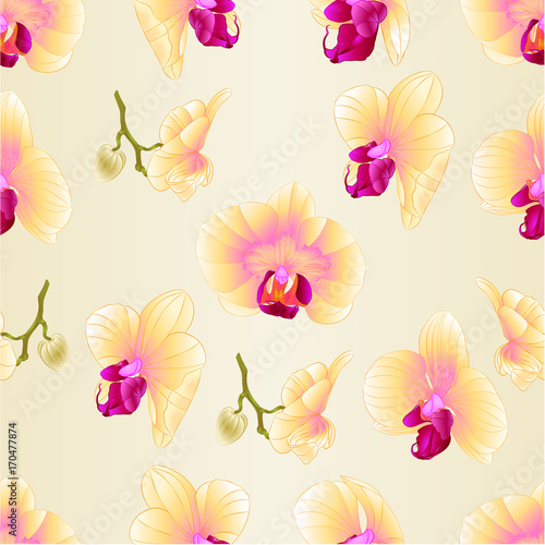 Seamless texture yellow Orchid Phalaenopsis  flower closeup  vintage  vector editable illustration hand draw