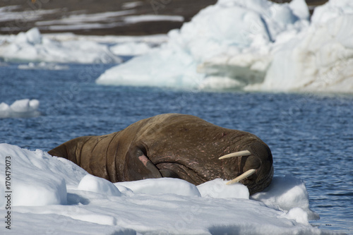 Walrus on ice flow